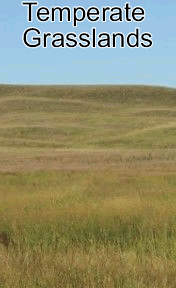 Temperate Grassland